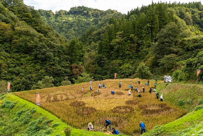 松之山棚田アートの稲刈り