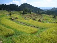 辺り一面が、段々となっている地面に草木が生えており、遠くには山が見える写真