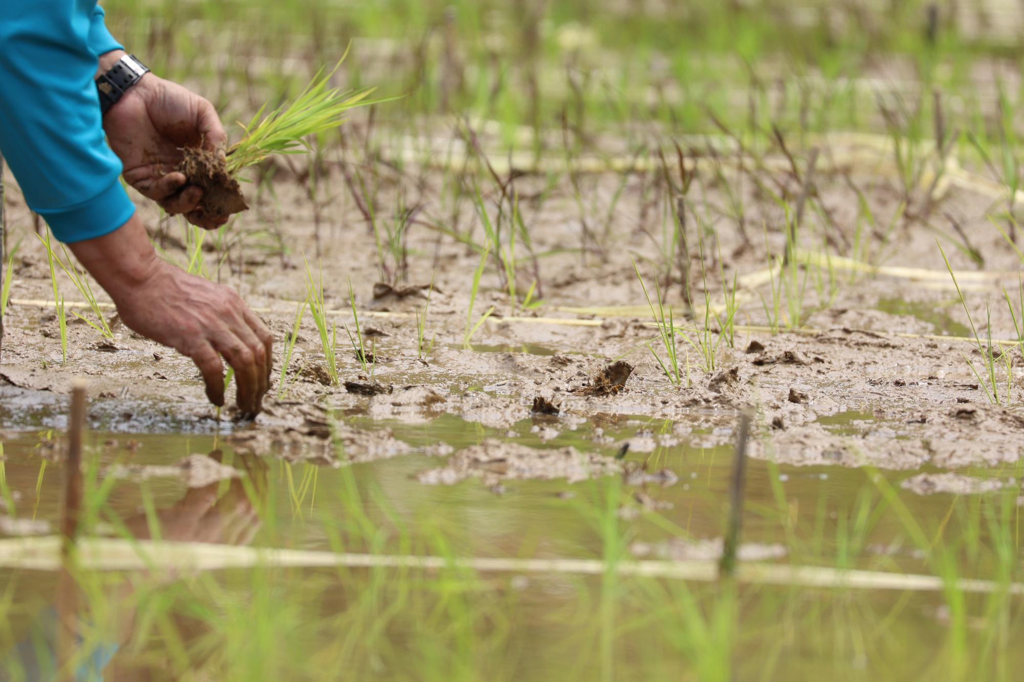 多面的機能支払交付金対象農用地の田植えの様子