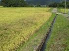 黄色い稲穂が生えそろっている田んぼの横に、用水路が流れている写真