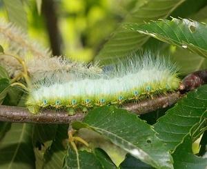 緑色の体色で毛を持っているクスサンの幼虫の写真