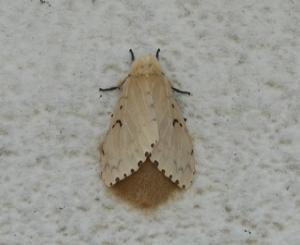 薄い褐色の羽を持つマイマイガの成虫の写真