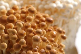 群生している茶色いえのき茸と、白いえのき茸の様子の写真