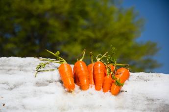 雪の上に並べられている雪下にんじんの写真