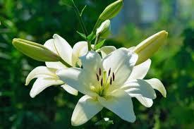 十日町市の市花・ユリの花のイメージ写真