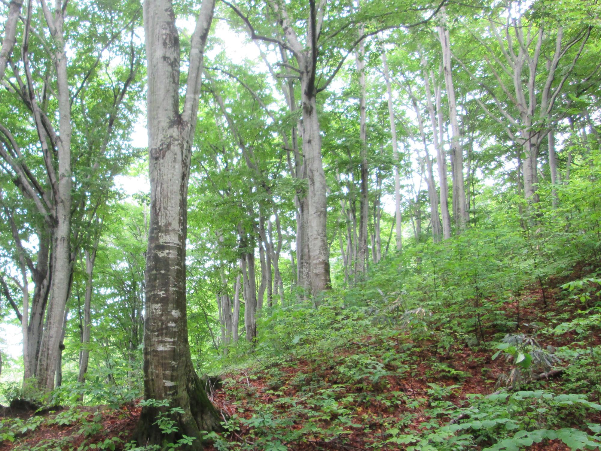 33 天水山麓のブナ原生林(H30調査トリミング)