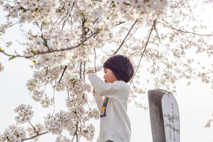 馬場水沢桜づつみ