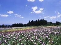 青空の下、紫と白色の花が畑一面に咲き誇っている写真