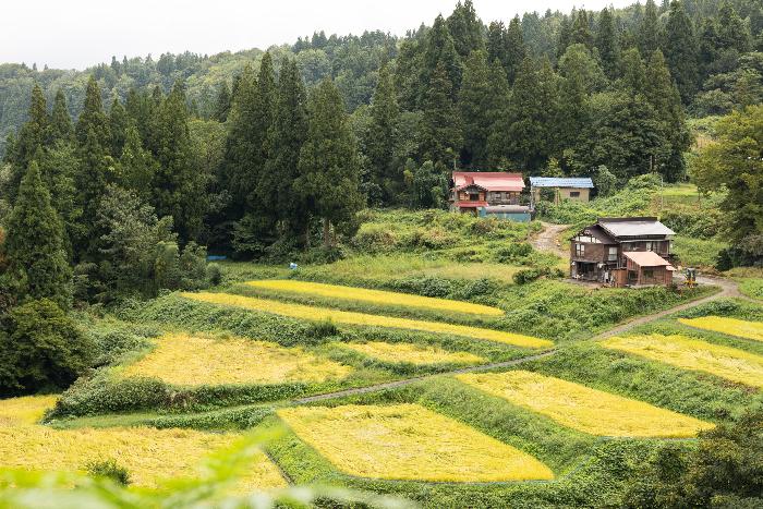 池谷・入山の棚田
