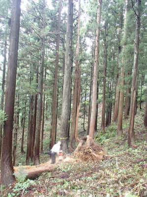 山深く、足場が不安定な森林で白い服の人が木を伐採している処の写真