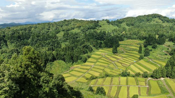 慶地の棚田