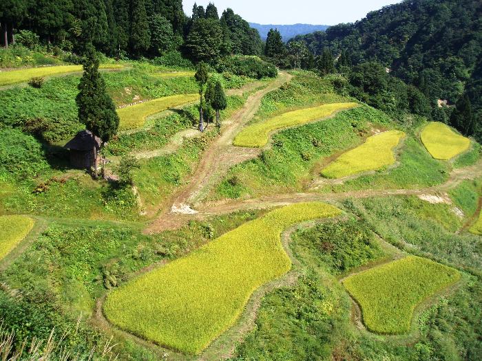 留守原の棚田