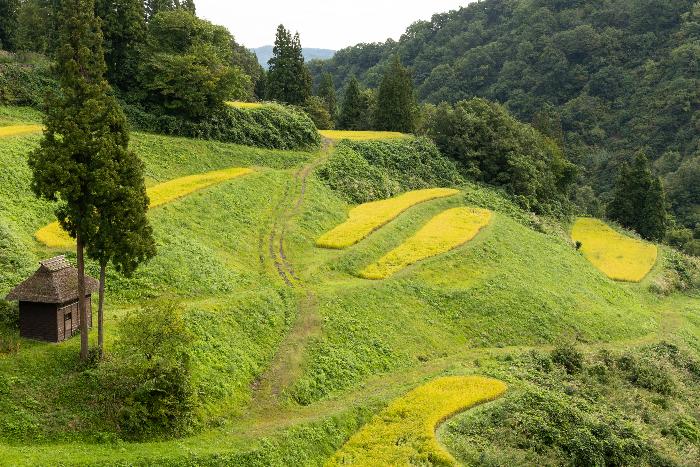 留守原の棚田