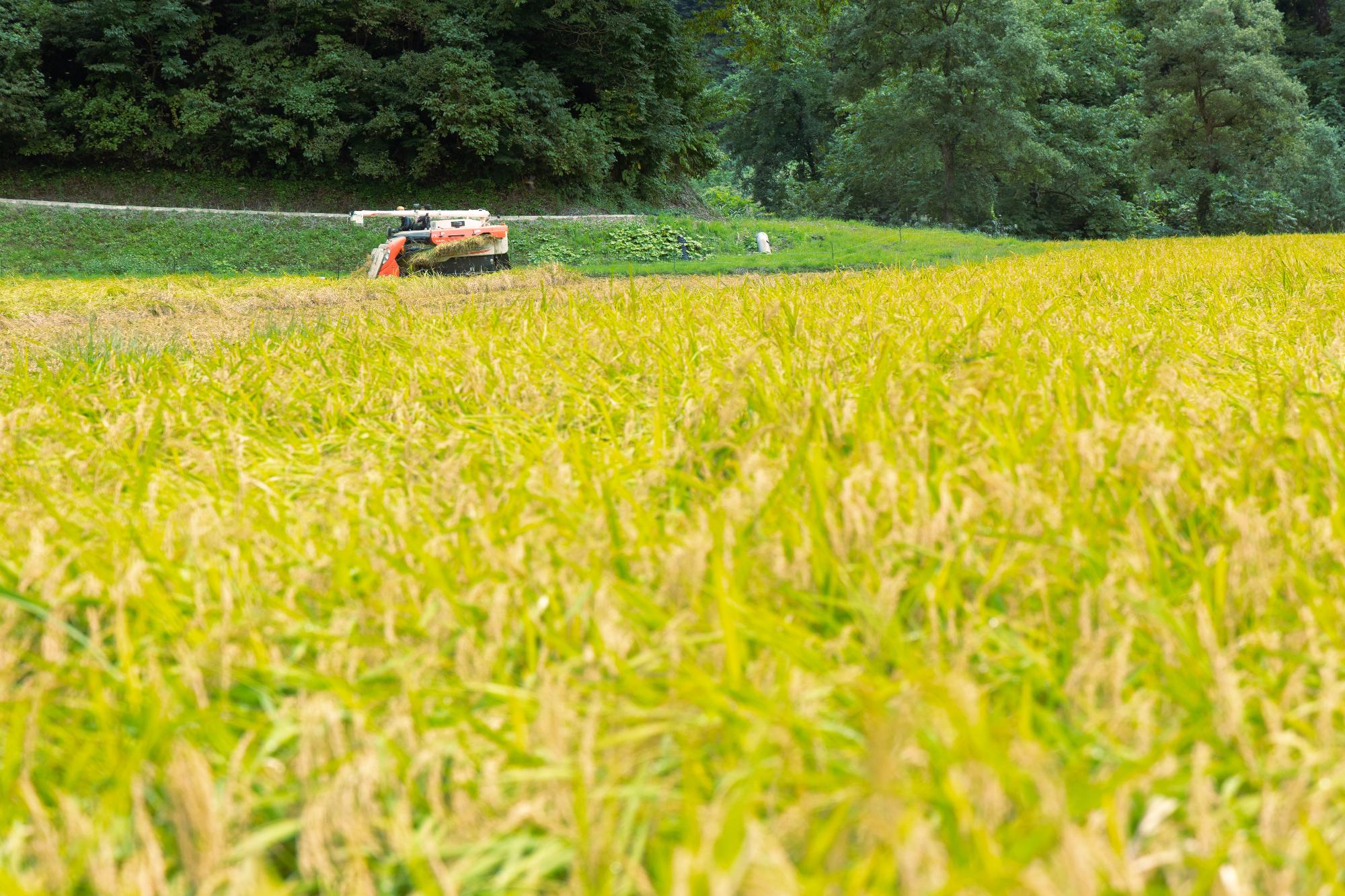 多面的機能支払交付金対象農用地の稲刈りの様子
