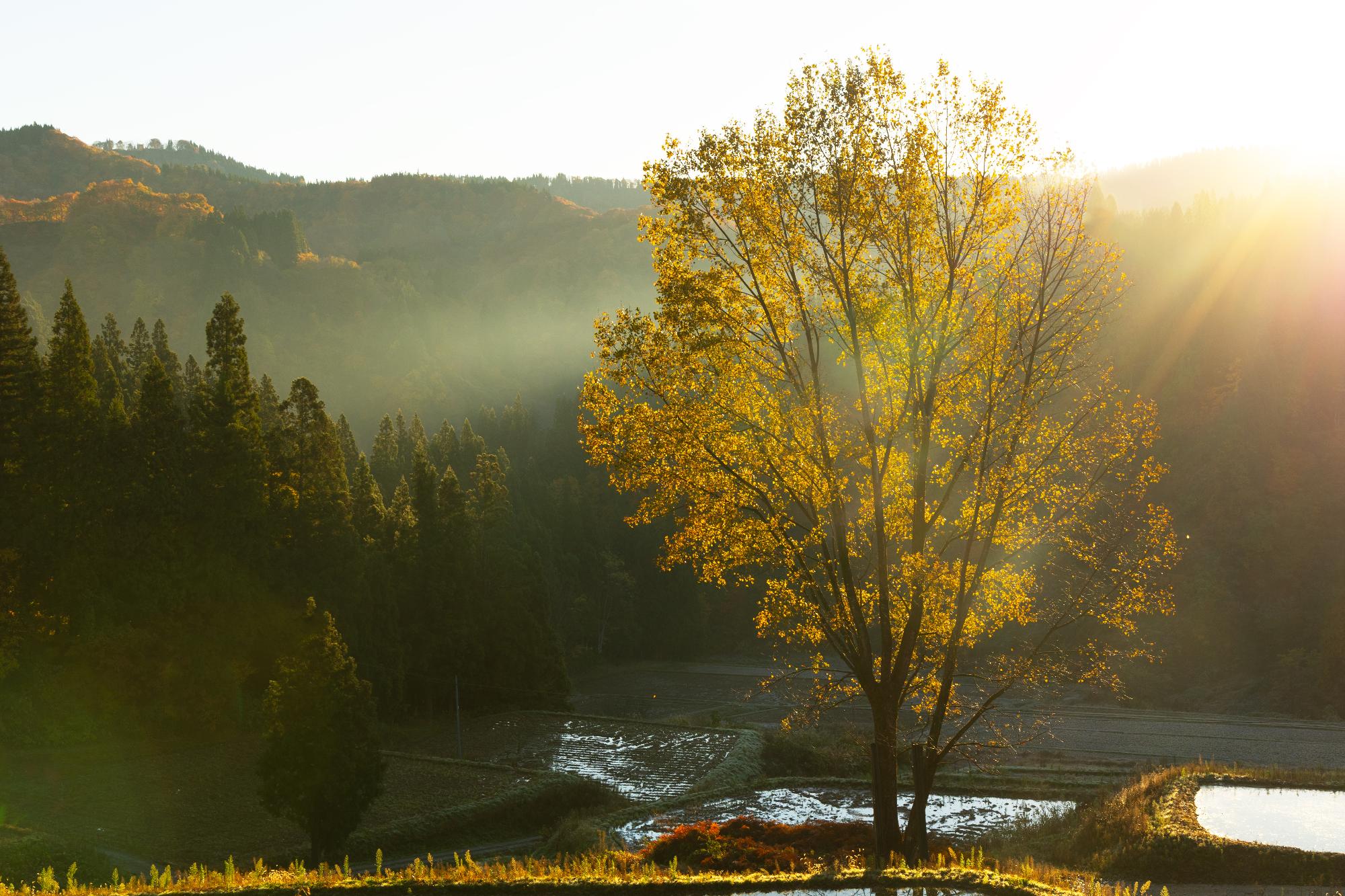 多面的機能支払交付金対象農用地の様子