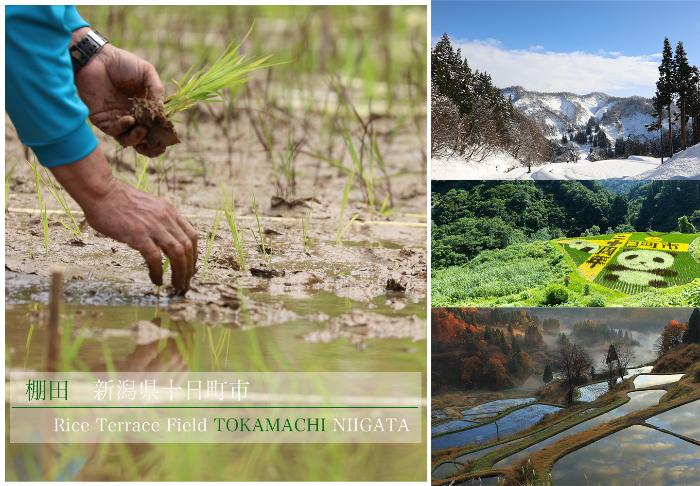 十日町市棚田イメージ写真