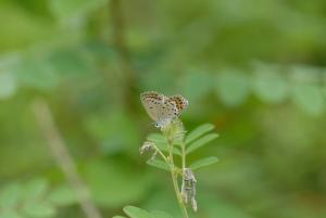 緑の植物の上に止まっている、ミヤマシジミ（メス）の写真