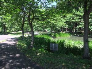 木々や草が生い茂るなか右に曲がっていく園路がある大井田の郷公園内の写真