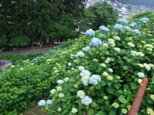 愛宕山公園内の来迎寺墓地側の登口に咲いた紫陽花の写真