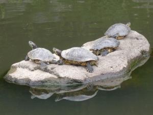 大井田の郷公園内の池にある石に4匹のカメが乗っている写真