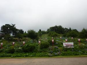 様々な色のあじさいが咲いているあじさい公園の写真