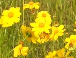 黄色い花を咲かせるオオキンケイギクの写真