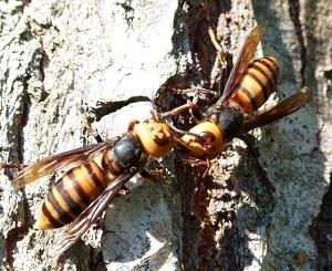 黄色の頭部と黒色の胸部、縞のある腹部を持ったスズメバチの写真