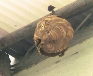 軒下に作られたスズメバチの丸い巣の写真