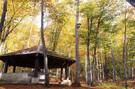 木々に囲まれている空間の中で三角型の屋根のある建物が写っている、秋の二六公園ブナ林の写真