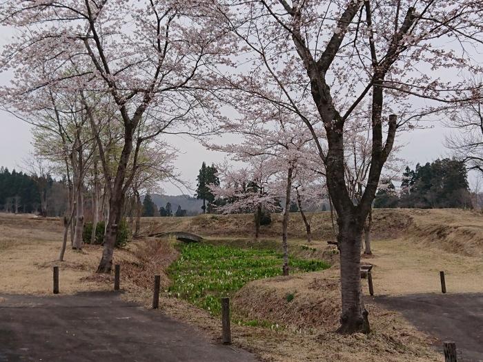桜が咲く水ばしょう公園の写真
