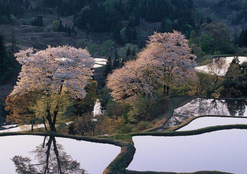 左の山桜が山中の池に反射して、その右にも山桜が花を咲かせている写真