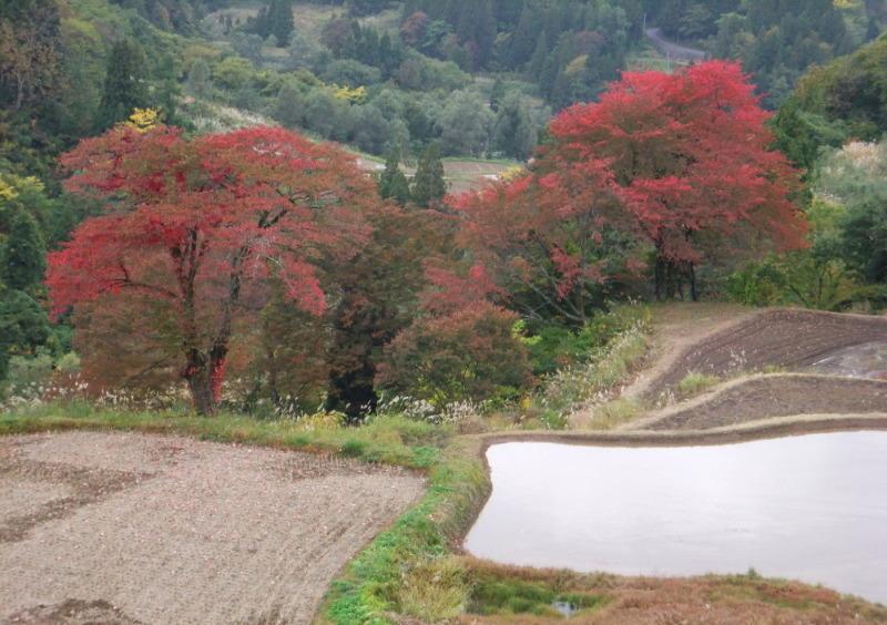 山の中の池がすぐ近くにあって、赤い葉をつけた木々が真ん中に写っている写真