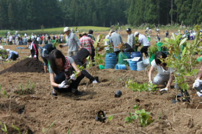 大勢の参加者が苗を植えている。