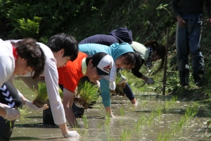 大人たちが列になって田植えをしている。