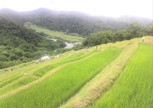 棚田の風景の写真。