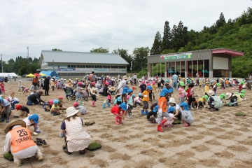 吉田クロスカントリー競技場の発着場へ芝生のポット苗を植える大勢の大人と子供。