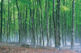 十日町市の市木・ブナの林のイメージ写真