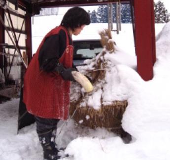 赤いエプロン姿の女性が雪に大根を差し込んで、冷蔵保存している処の写真