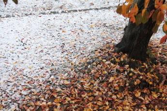 紅葉した木々と落ち葉にうっすらと雪が積もり、やがて来る冬の到来を告げている写真