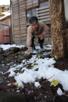 長い冬が終わり一斉に芽吹いた芽をみる年配の女性の写真