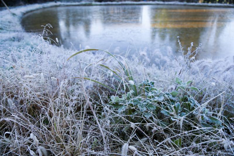 霜に覆われている植物たちと薄く氷が張っている湖の写真