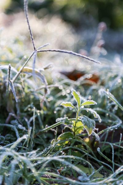 霜に覆われている新芽の様子の写真