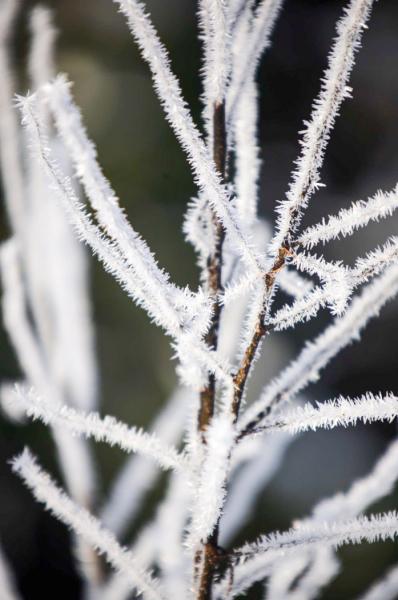 霜に覆われている枝が伸びている様子の写真