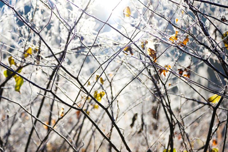 細い枝と葉っぱが霜に覆われている様子の写真