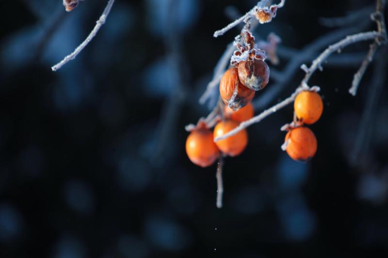 金柑の実がついている細い枝が霜に覆われている様子の写真