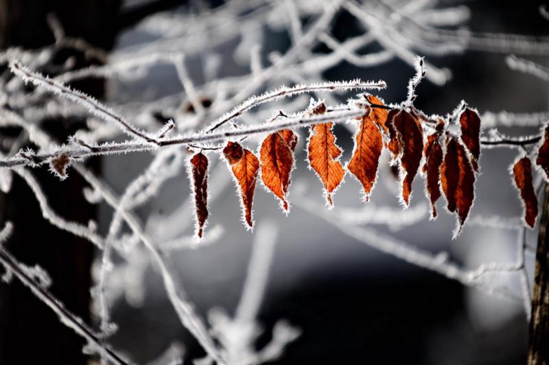 細い枝とそこにぶら下がっている枯れた葉が霜に覆われている様子の写真