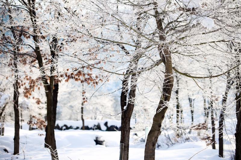 木々の細い枝が霜に覆われている様子の写真