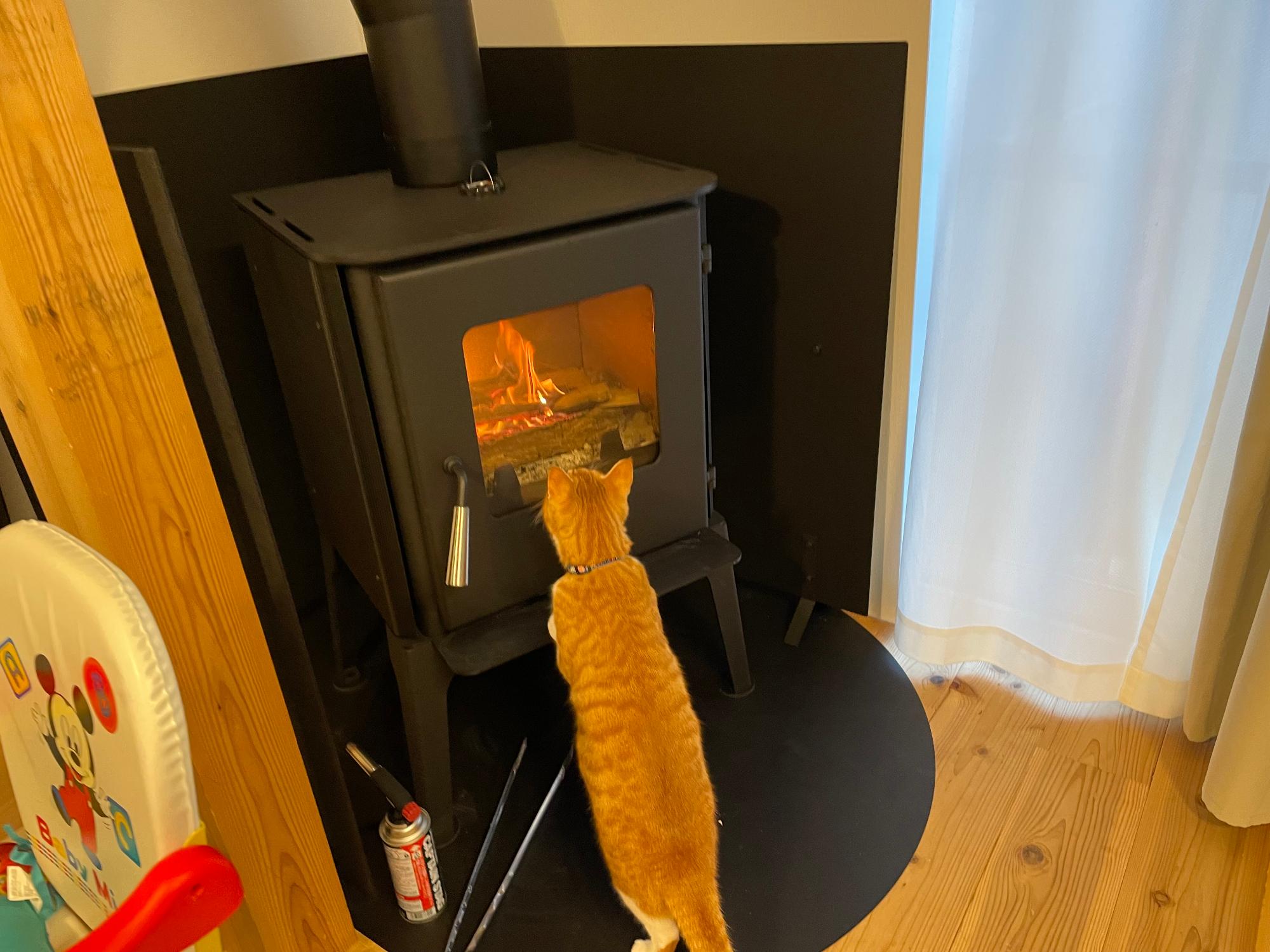 猫がペレットストーブをのぞき込んでいる様子
