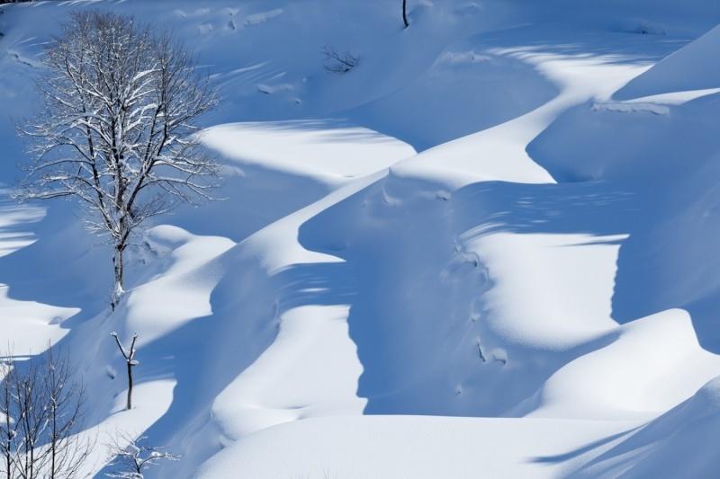 雪化粧を纏う木と滑らかに雪が積もった風景写真