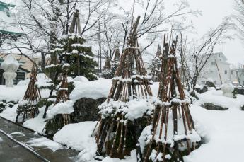 木々を雪の重みから守るために設置されている雪囲いの写真